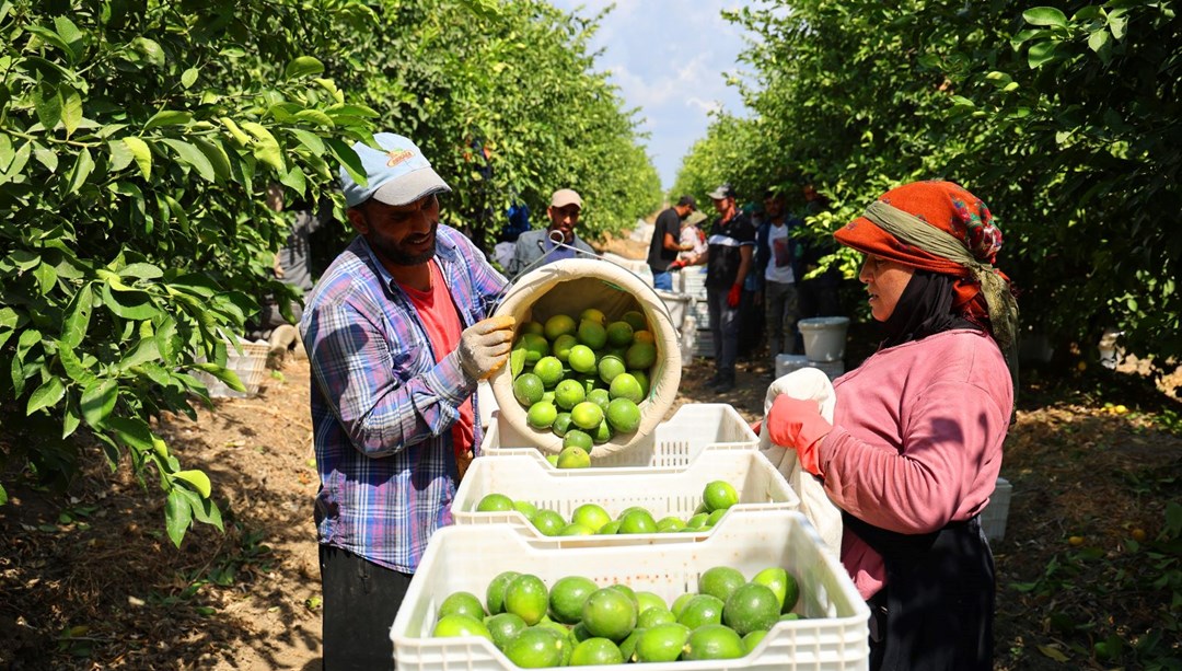 Bahçede 8, market ve pazarda 25 lira! "Geçen sezon depolarda çürüdü"