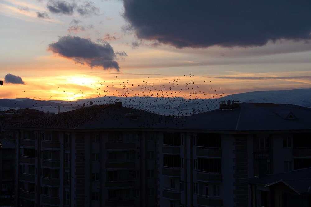 Şehir merkezini kargalar sardı (Korku filmi gibi) - 5