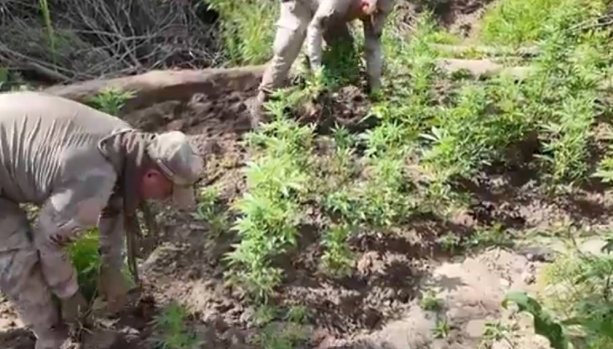 Milyonlarca kök kenevir ele geçirildi