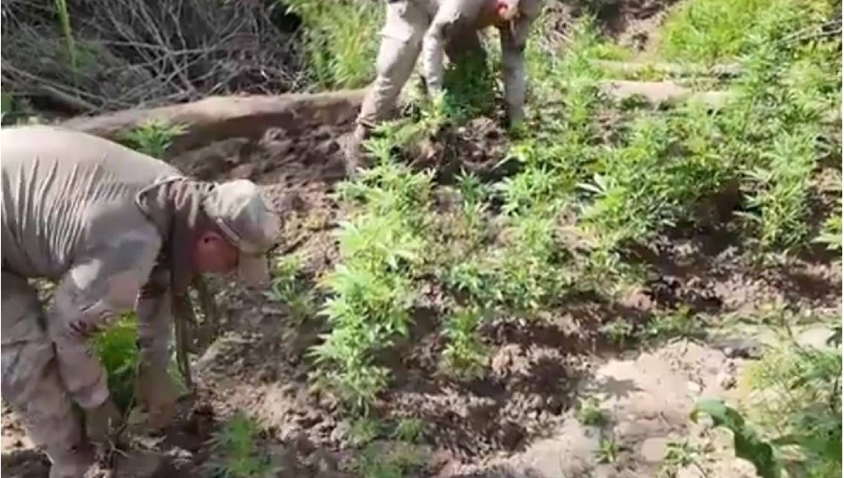 Diyarbakır'da 12 milyon 389 bin kök kenevir ve skunk ele geçirildi