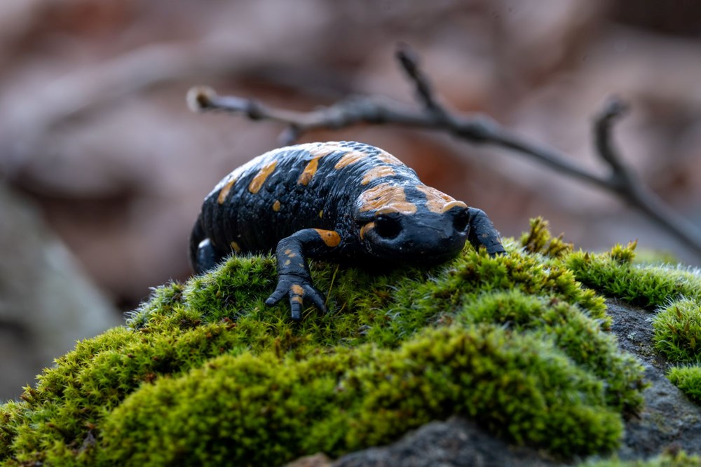 Nesli tehdit alt�ndaki "lekeli semender" Adana'da g�r�nt�lendi