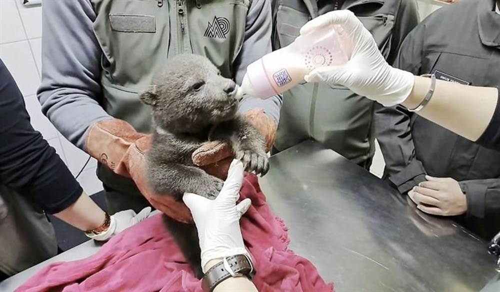 Karabük'te Yalnız Kurt: Sahipsiz Bozayı Yavrusu Şaşkınlık Yarattı 73 Crc5mr wKkSO732aBp ldQ