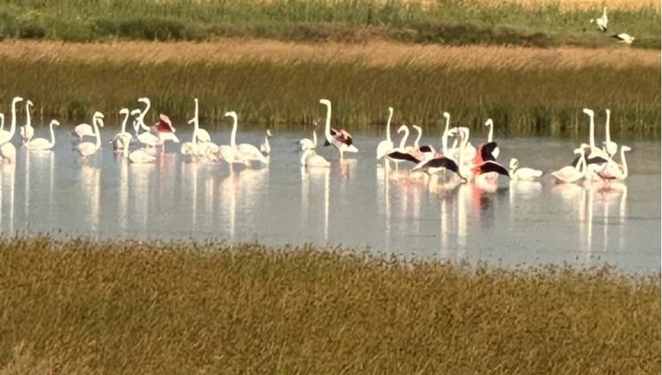 Çorum'da ilk kez flamingo görüldü