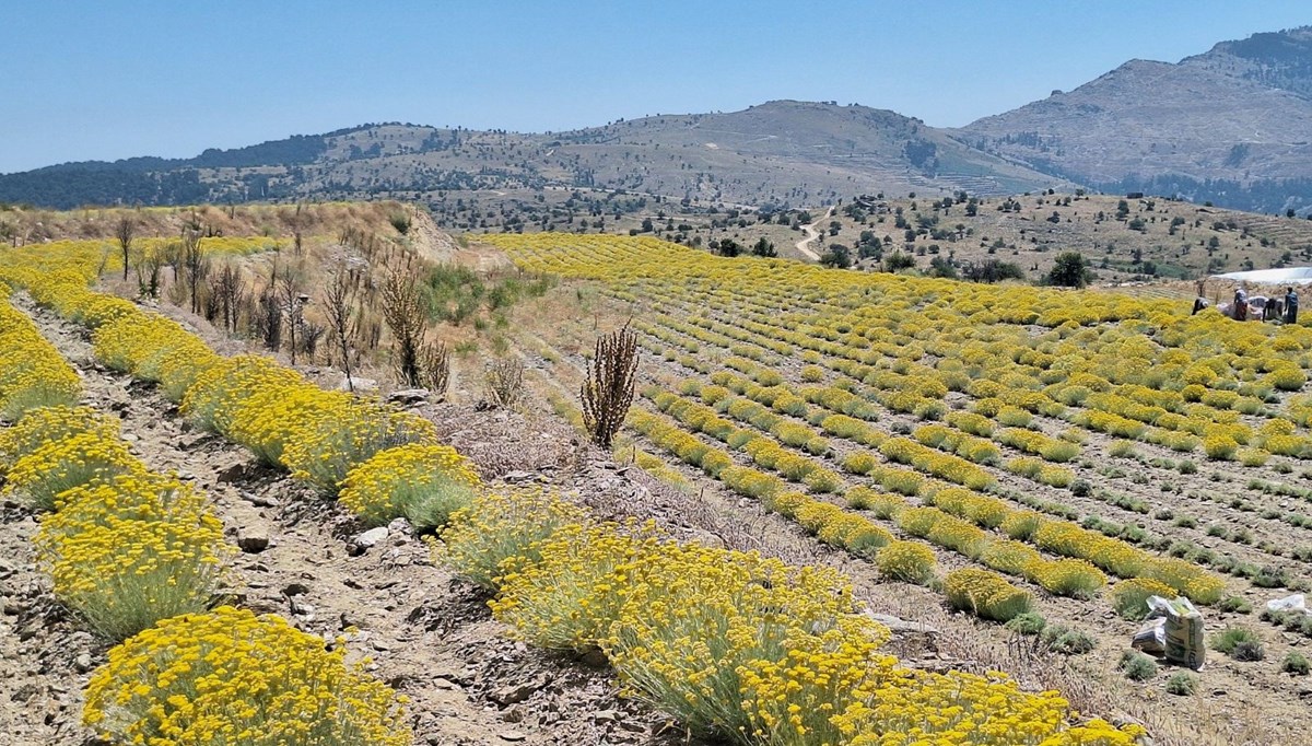 Lavanta ve altın otu hasadı yapıldı Lavanta ve altın otu hasadı yapıldı