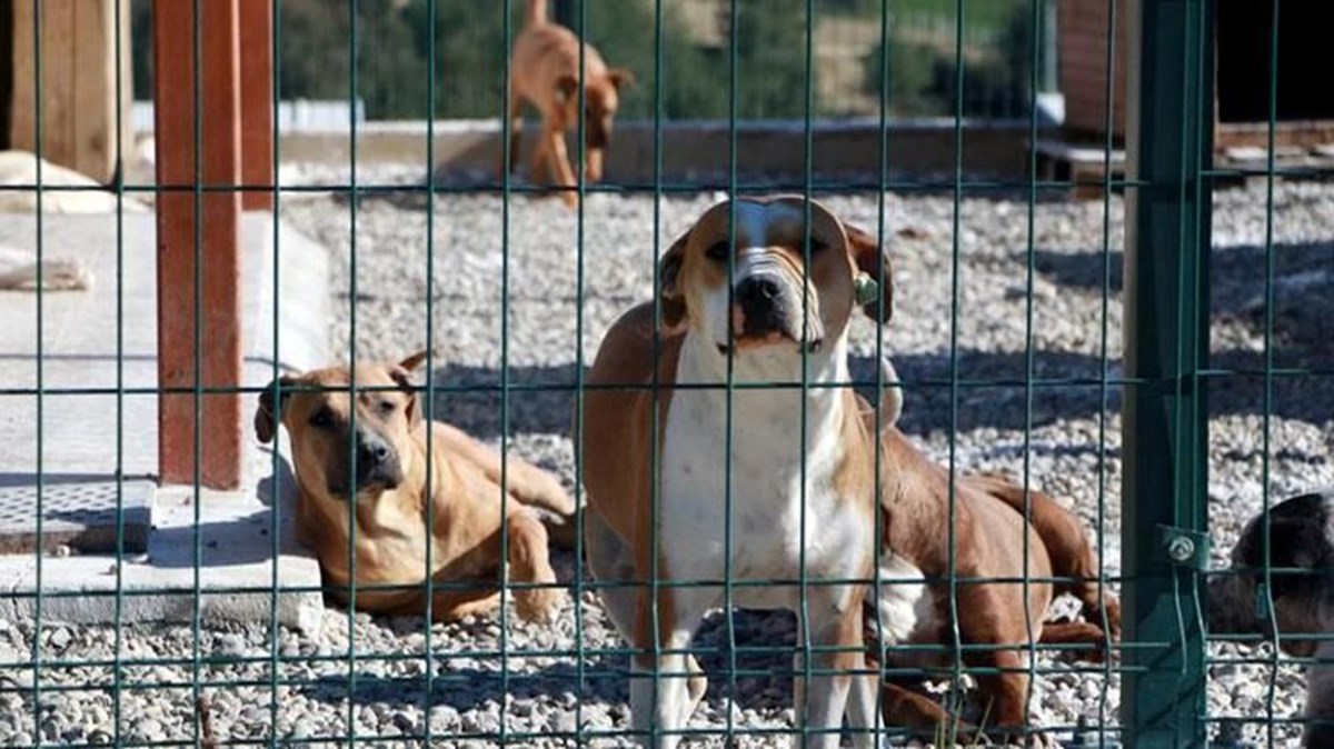 Sahipsiz köpek düzenlemesi: Teklif Genel Kurul'dan geçerek yasalaştı