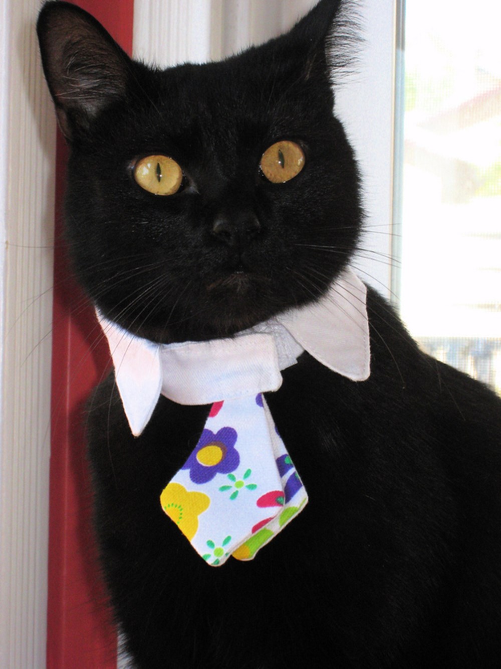 Белый галстук у черного кота 7 букв. Кот в галстуке. Котенок в галстуке. Черный кот в галстуке. Кот с бантиком на шее.