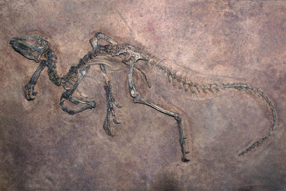 Araştırma: Dünyanın en uzun dinozoru bulunmuş olabilir - 6