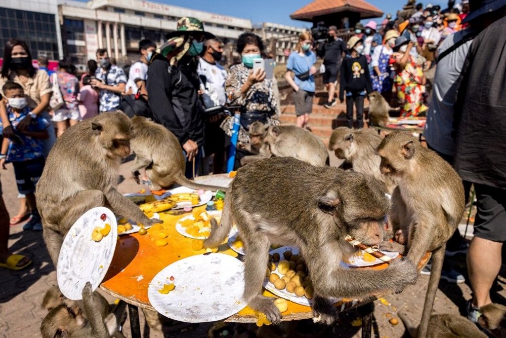 Maymun krallığı gerçek oldu. Şehri istila ettiler, yaşamı durma noktasına getirdiler - 3