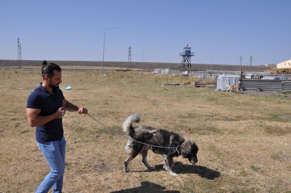 Coğrafi işaretli Kars çoban köpeğinin saflaştırılması için çalışma başlatıldı - 5