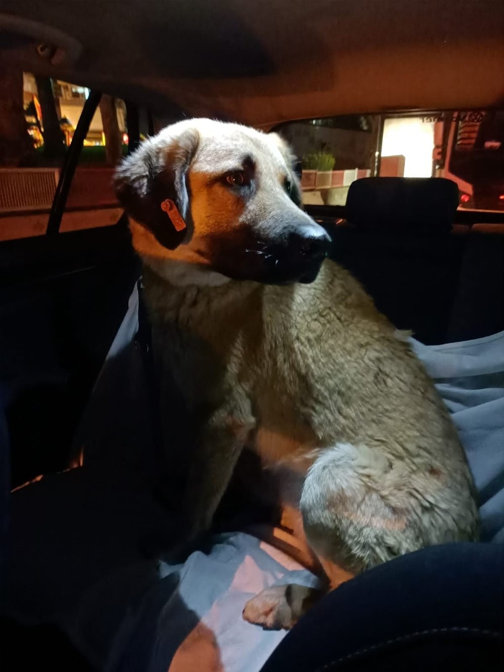 İzmir’i toplu ulaşımla gezen köpek Sam bulundu - 10