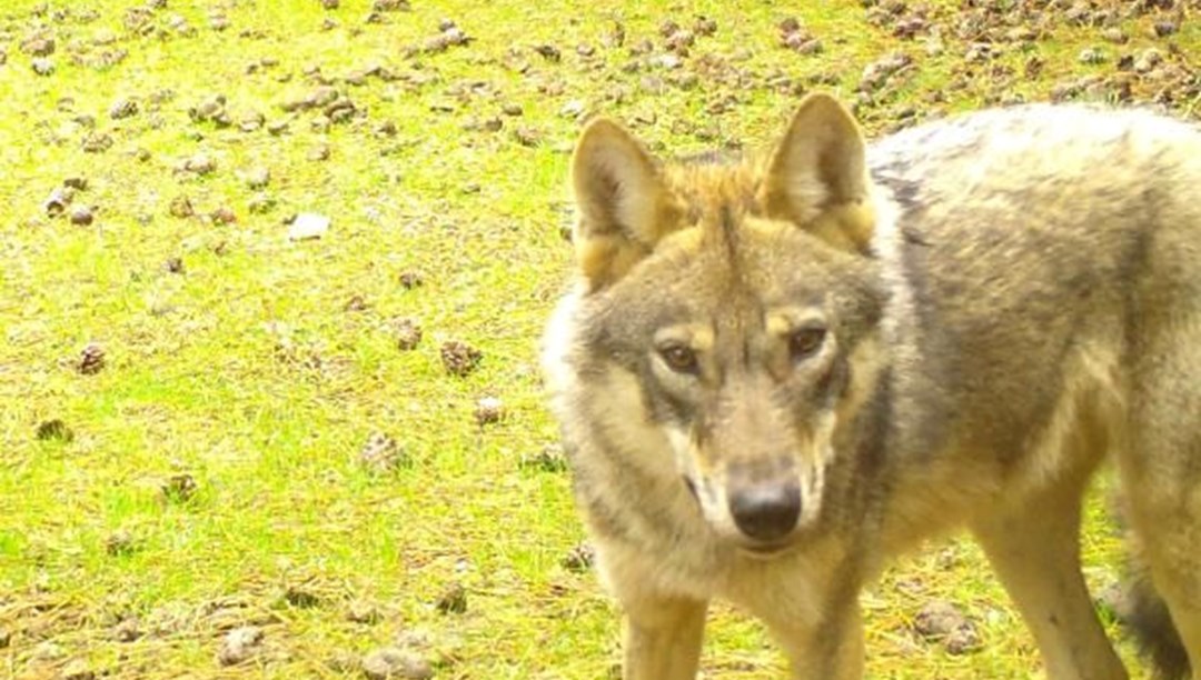 Manisa'da kurtlar fotokapanla ilk kez görüntülendi