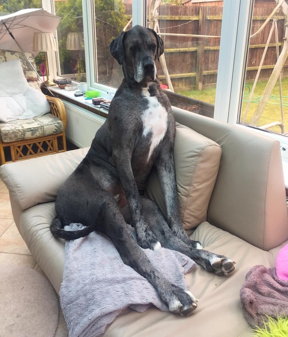 Dünyanın en uzun köpeği Freddy hayatını kaybetti NTV
