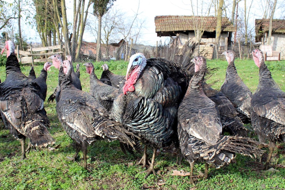 Yılbaşı hindileri bin liraya kadar çıkıyor - 7