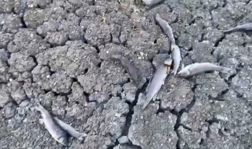 Tedirgin eden görüntü: Toplu balık ölümleri sürüyor - 2