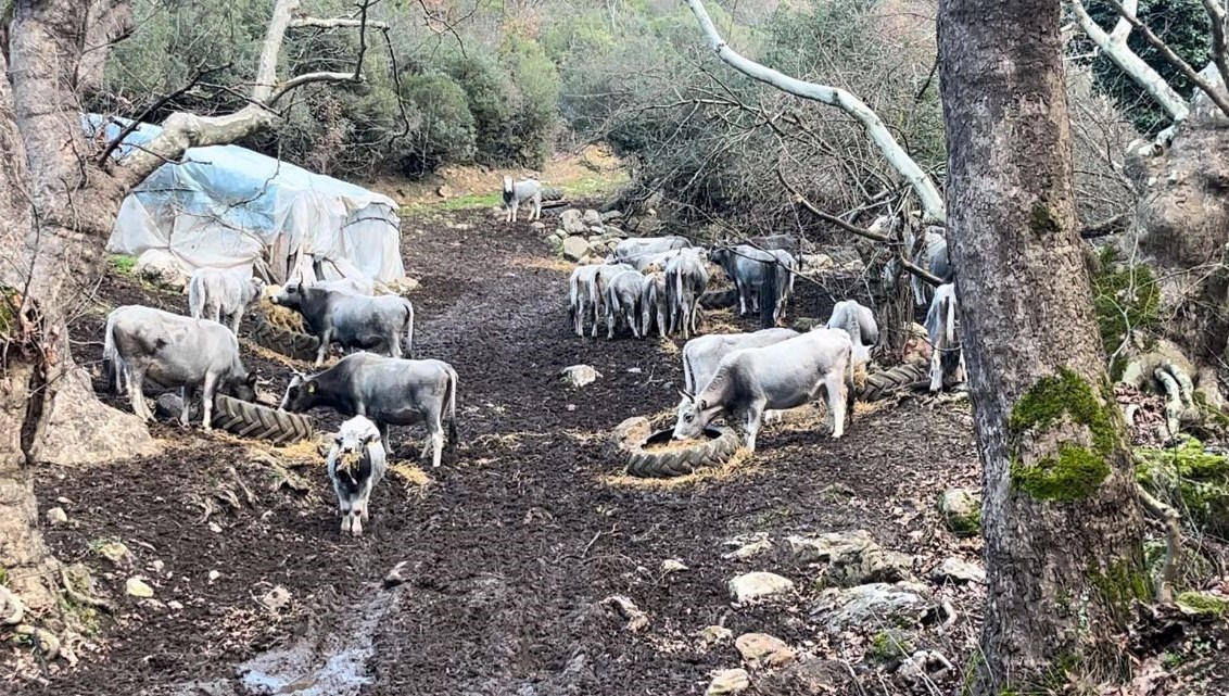 750 yıllık safkan hayvanları kurşuna dizdiler