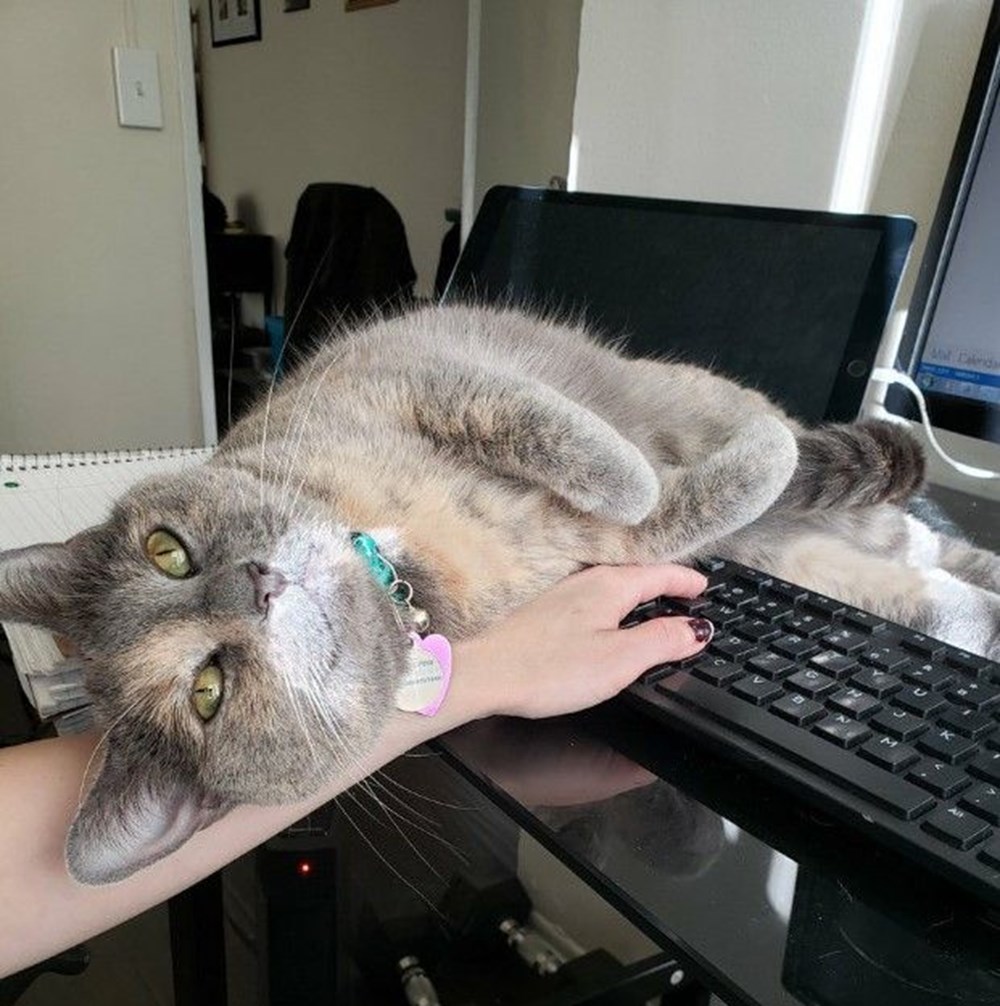 Кот мешает печатать. Кошки которые работают. Кошка мешает читать. Кот сидит на компьютере. Коты мешают.