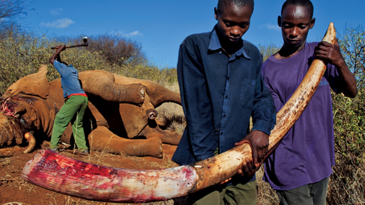 Üç Yılda 100.000'den Fazla Fil Katledildi, Fil Katliamı, Filler Neden  Öldürülüyor?