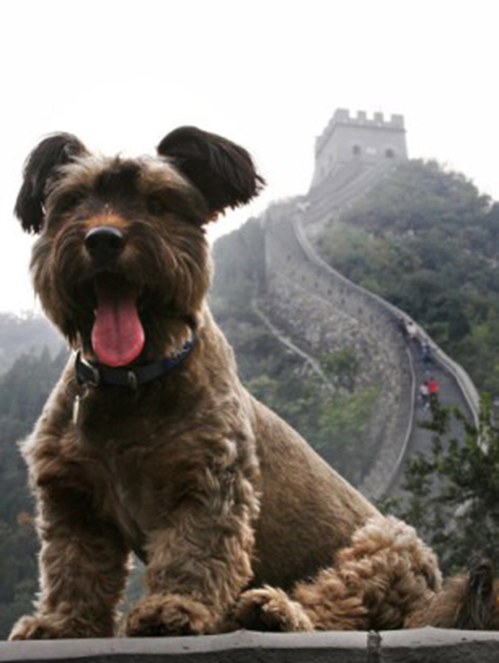 Собаки в париже. Как звали собаку путешественников. Как звали собаку путешественников. Путешествие с собакой. Собака путешественник рисунок.