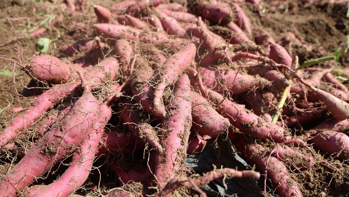 Kilosu 35 TL'ye satılıyor: Şifa deposu besinin hasadı başladı