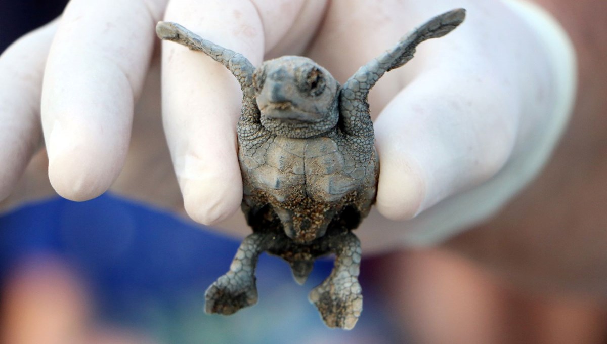 Caretta caretta yavru sayısında iki kat artış Caretta caretta yavru sayısında iki kat artış