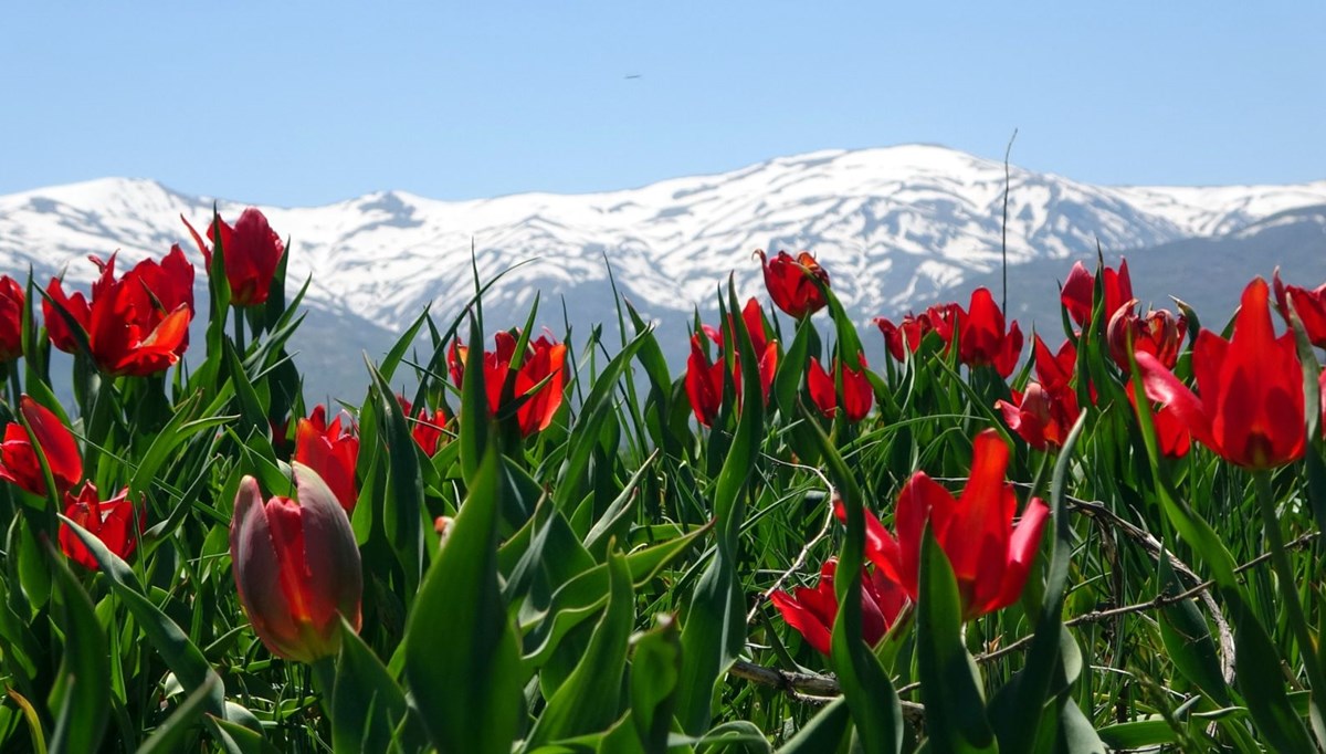 Muş Ovası lalelerle kırmızıya büründü