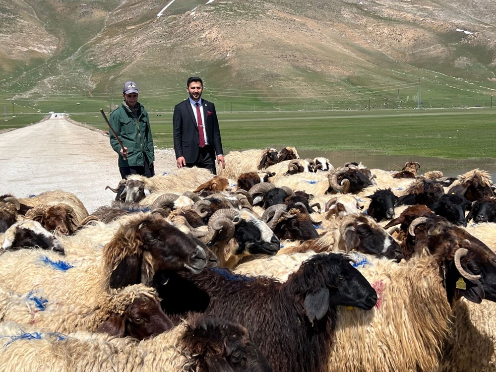 Hakkari'ye İran'dan ithal çoban - 5