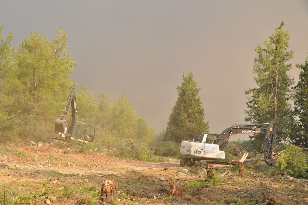 Yanan bölgelere hangi ağaç? Uzmanlar yanıtladı - 8