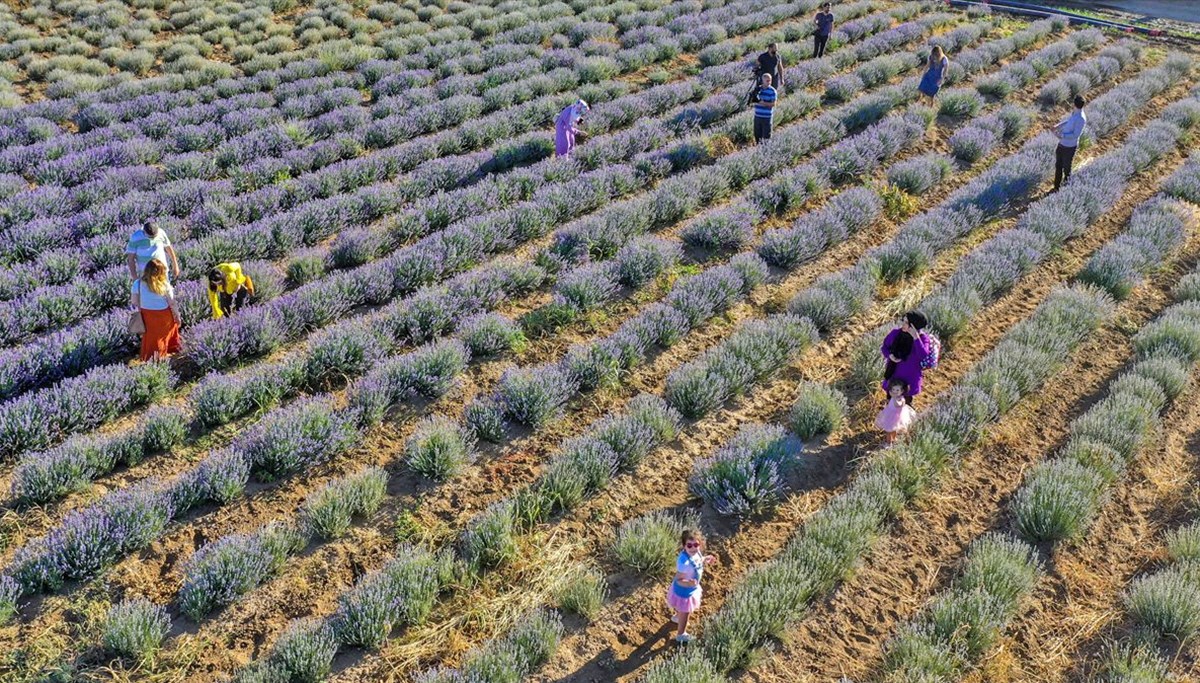 Diyarbakır'ın yeni cazibe merkezi: Lavanta bahçeleri