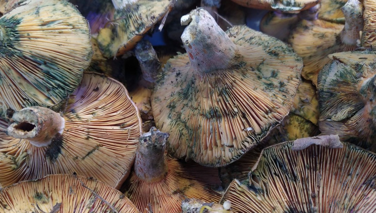 İnsanlar zehirli sanıp korkuyor, faydaları saymakla bitmiyor