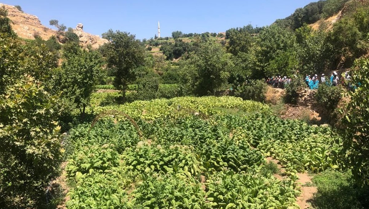 Mardin'in gizli bahçesi: Yeşil Gurs Vadisi