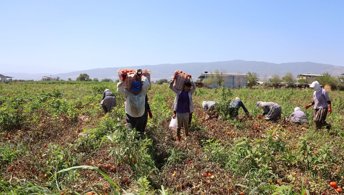 Saati 250 TL'ye çalışıyorlar: Çöl sıcaklarında zorlu ekmek mücadelesi