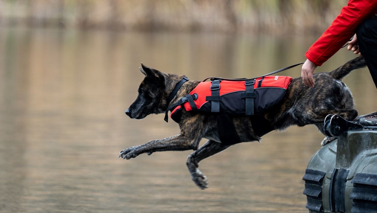 Jandarmanın sahadaki yardımcısı: Hassas burunlu kadavra köpekleri