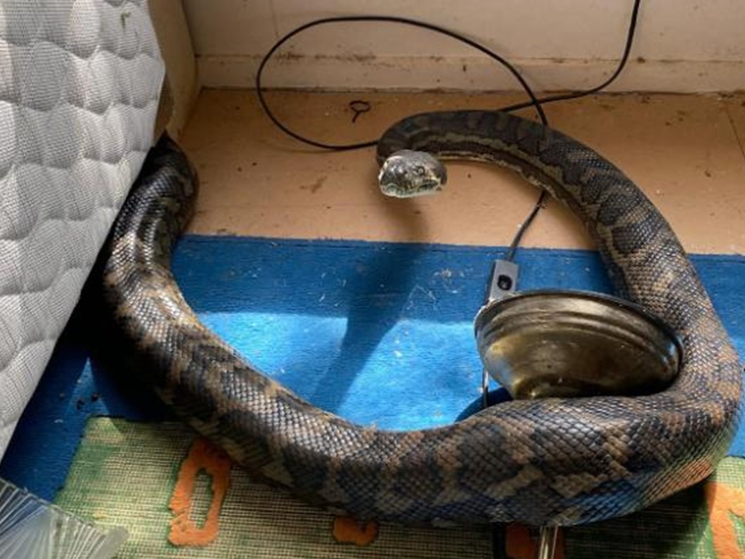 avustralya da iki piton yilani mutfak