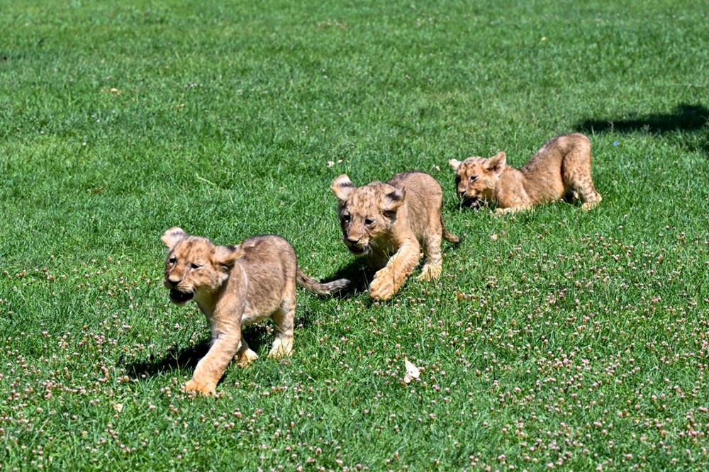 Erdoğan'ın aslanlarına isim aranıyor: Anketle belirlenecek - 10