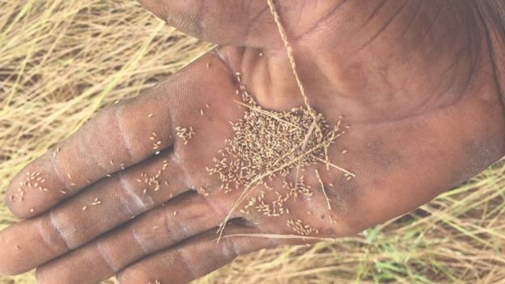 Dünyadaki bitkilerin beşte ikisi yok olma tehlikesiyle karşı karşıya - 4