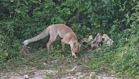 Yaylada 6 aydır tilki besliyor: Bir aile gibi olduk