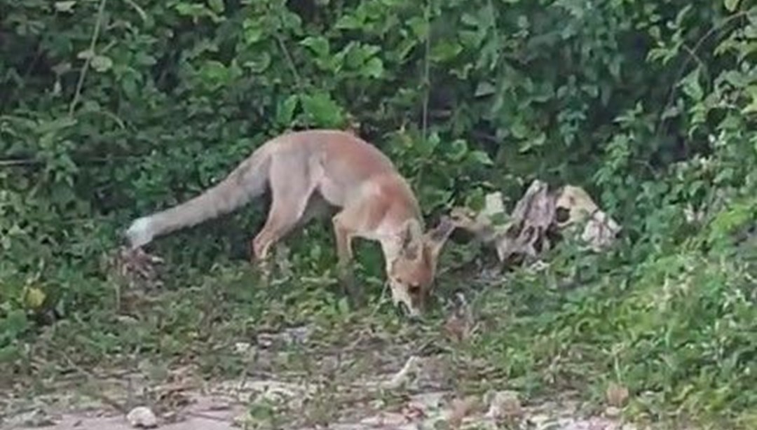 Yaylada 6 aydır tilki besliyor: Bir aile gibi olduk