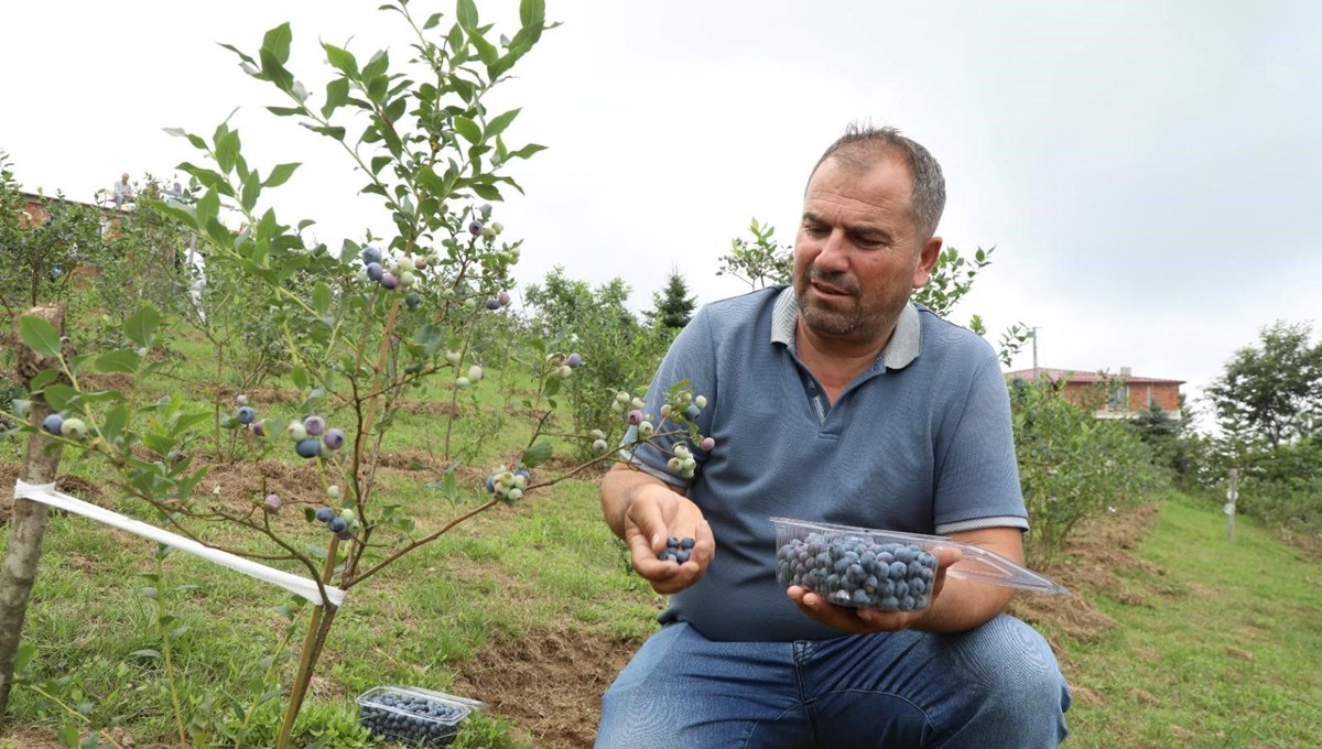 Mavi yemiş yüz güldürdü: Kilosu 500 TL