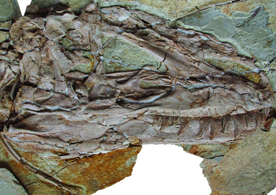125 milyon yıllık tüylü dinozor - 2