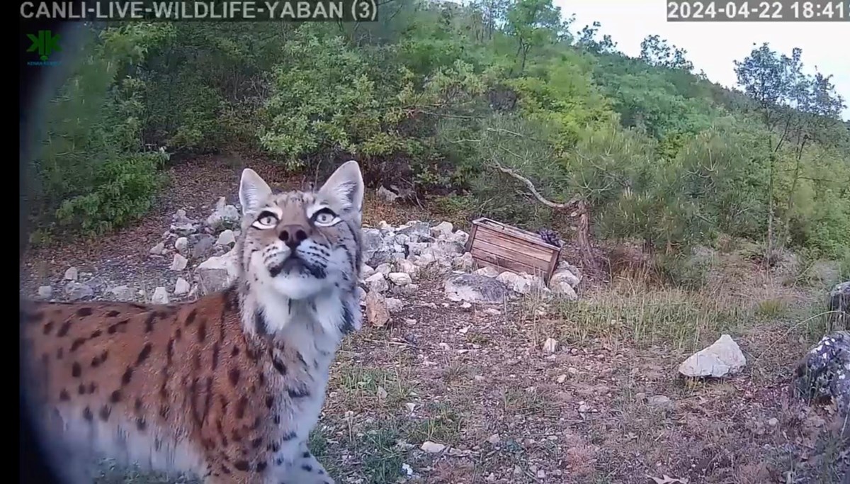 Tokat'ta nesli tehlikede olan vaşak fotokapana yansıdı