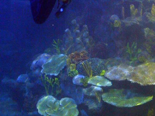 dev akvaryum turkuazoo bayrampasa da