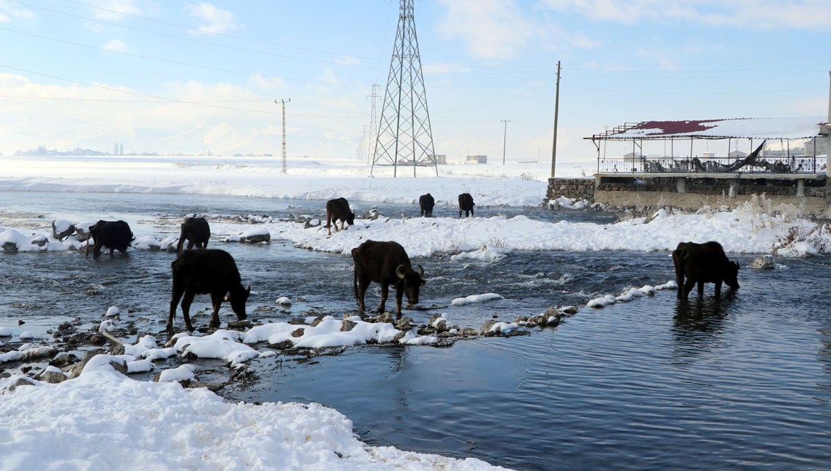 Mandalar, eksi 10 derece soğukta, göl tabanındaki yosunlarla besleniyor