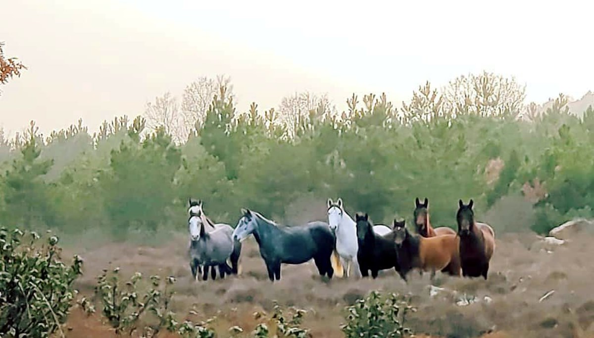 Yılkı atlarıyla 'Anadolu manzarası'