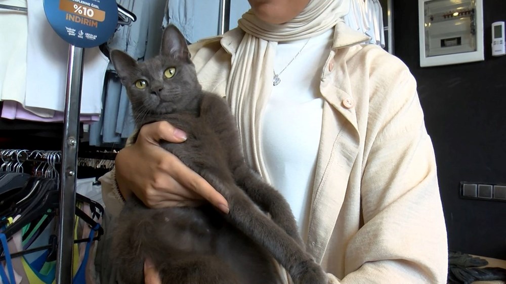Bağcılar'da kedi, Sibirya kurduna saldırdı - 11