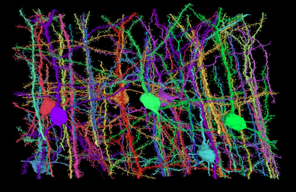 Google ve Harvard Üniversitesi, insan beyninin en detaylı haritasını oluşturdu - 2