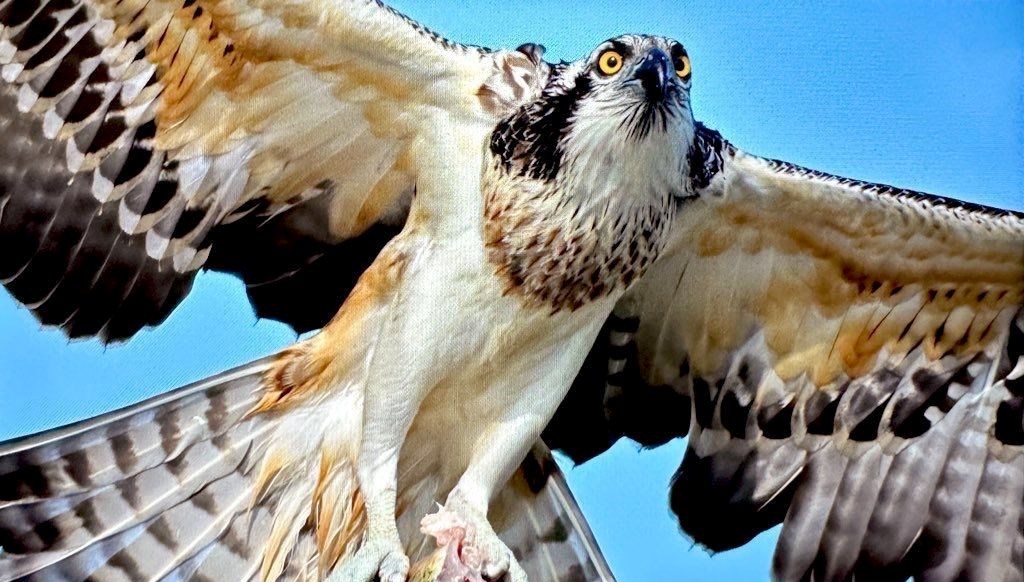 Türkiye’de nadir bulunuyordu: Bursa'da görüntülendi