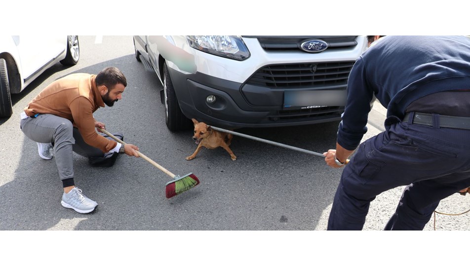 TEM'de köpek yakalama operasyonu
