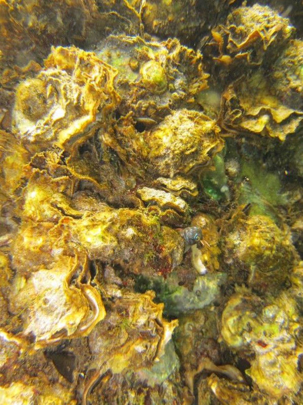 Karadeniz'de 'Pasifik istiridyesi' istilası - 9