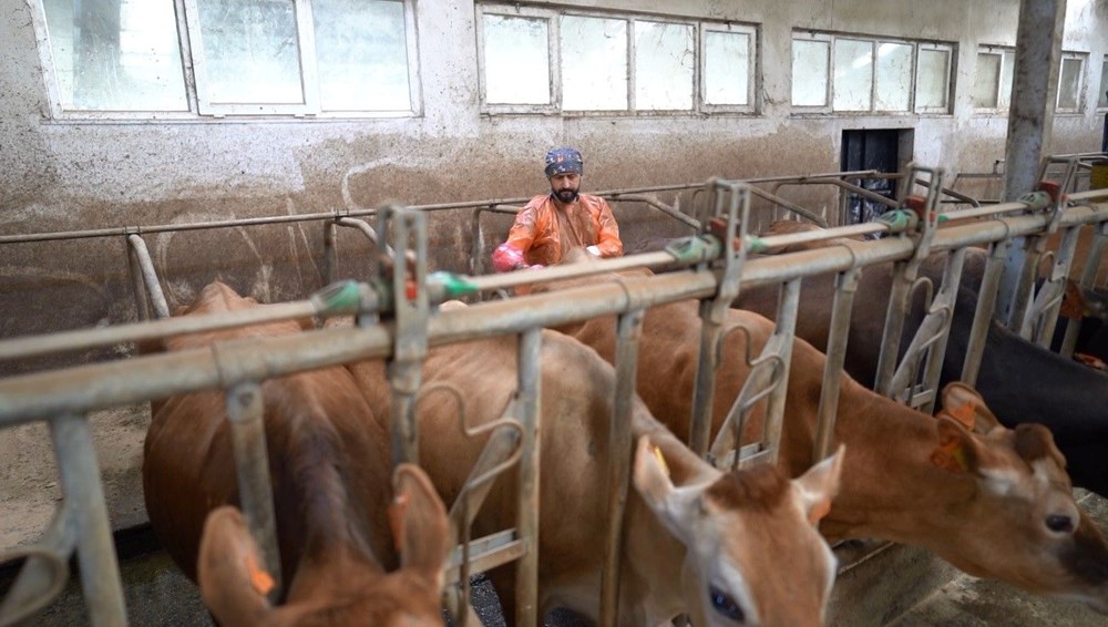 Trabzon'da Hayvancılıkta Yeni Dönem: Jersey Sperması Umut Oldu 74 DJQ8Ig1ZY0G9rE5v4OcC2w