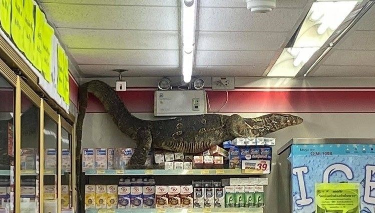 Markete giren dev kertenkele korkuttu - Son Dakika Dünya Haberleri